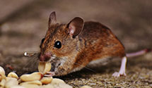 24 Hour & Emergency Exterminators in Miami Beach, WA